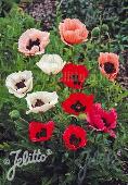 Papaver orientale mix